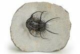 Spiny Ceratarges Trilobite - Huge & Top Quality #312738-3